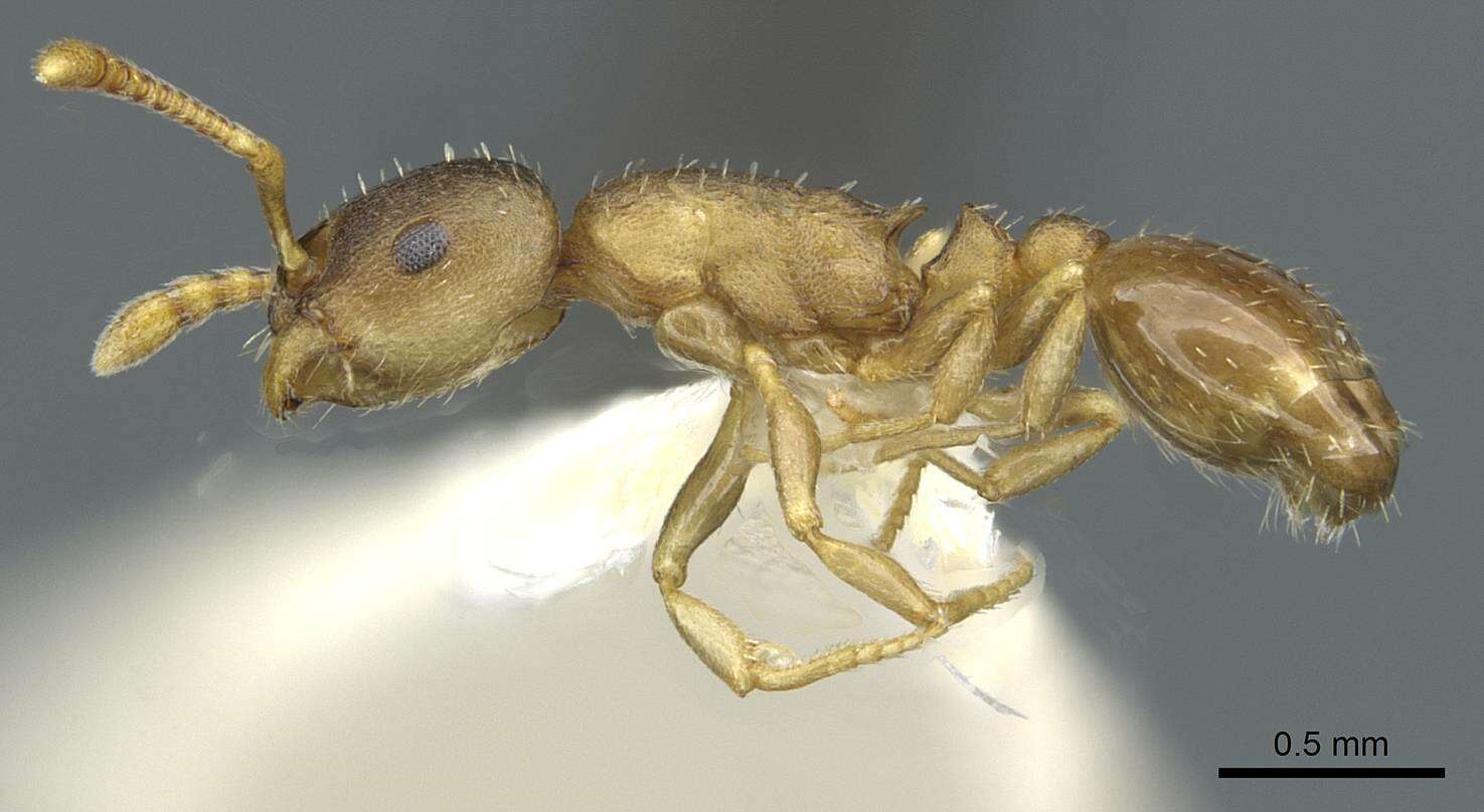 Image of Leptothorax retractus Francoeur 1986