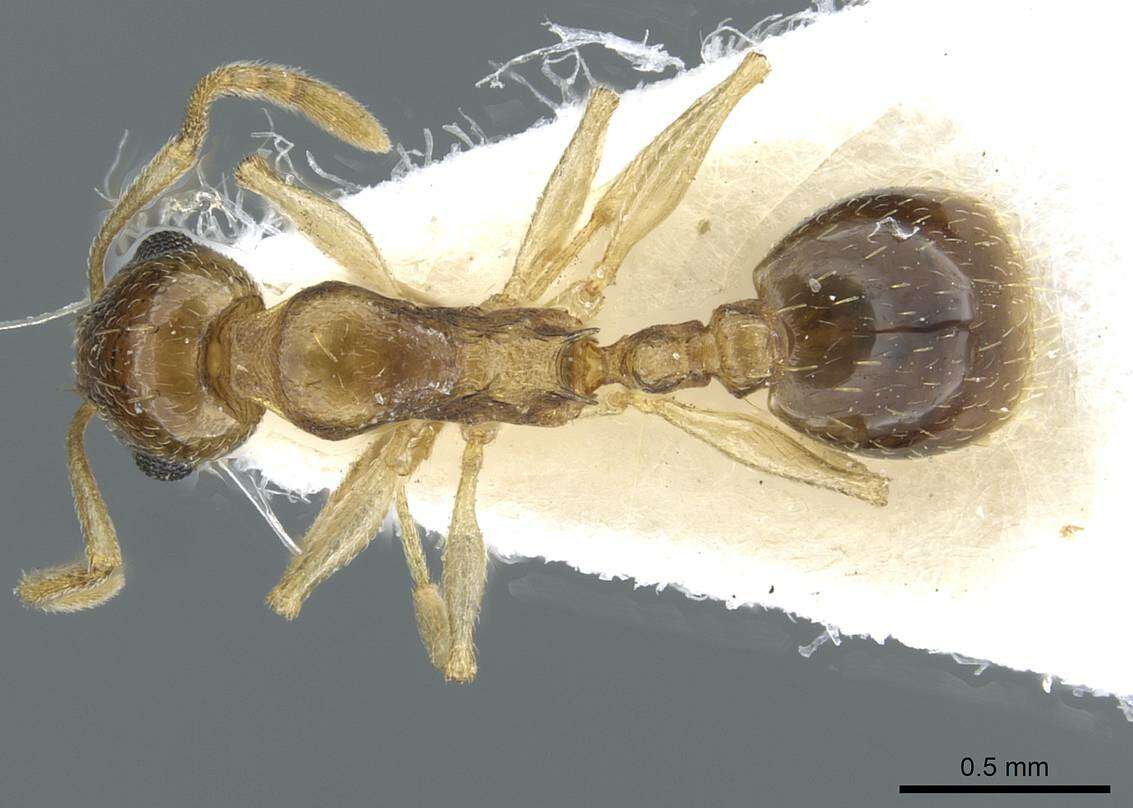 Image of Temnothorax universitatis