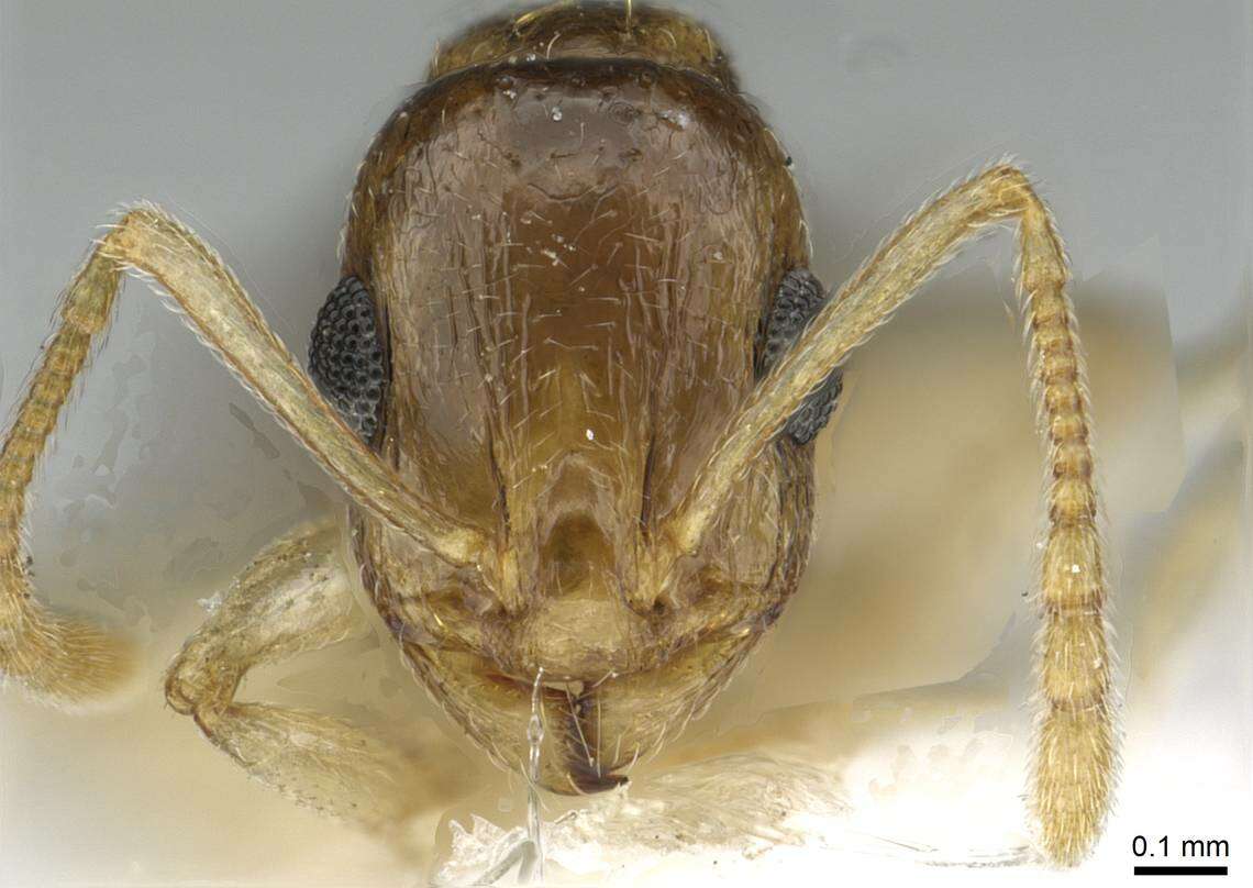 Image of Temnothorax universitatis