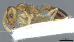 Image of Temnothorax universitatis