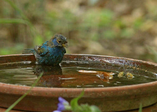 Image of Indigo Bunting