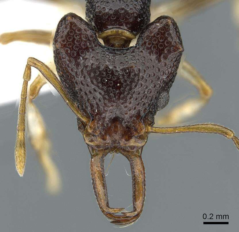 Image of Microdaceton viriosum