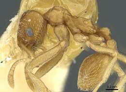 Image of Formicoidea