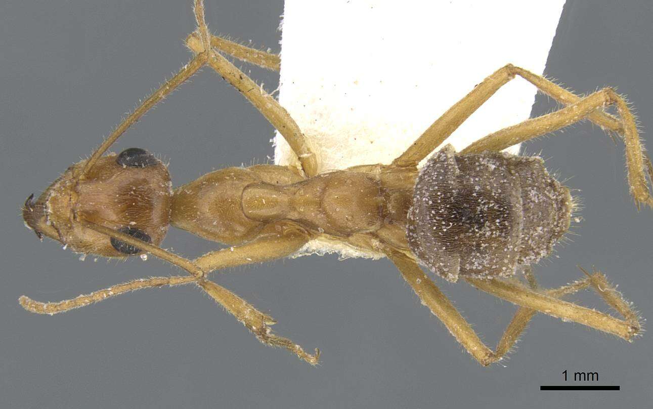 Image of Myrmecocystus mexicanus Wesmael 1838