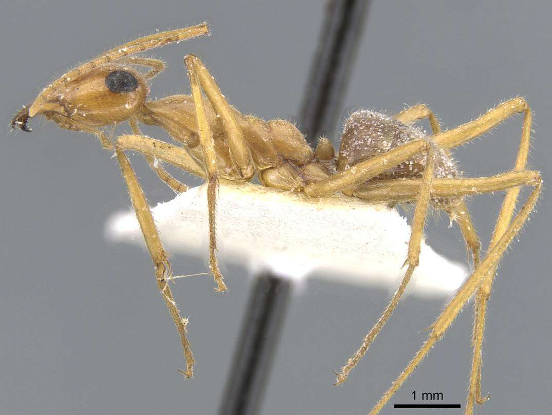 Image of Myrmecocystus mexicanus Wesmael 1838