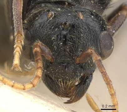 Image of Marauder Ants and Carebara Thief Ants