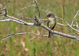 Image of Eastern Phoebe