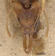 Image of Orectognathus