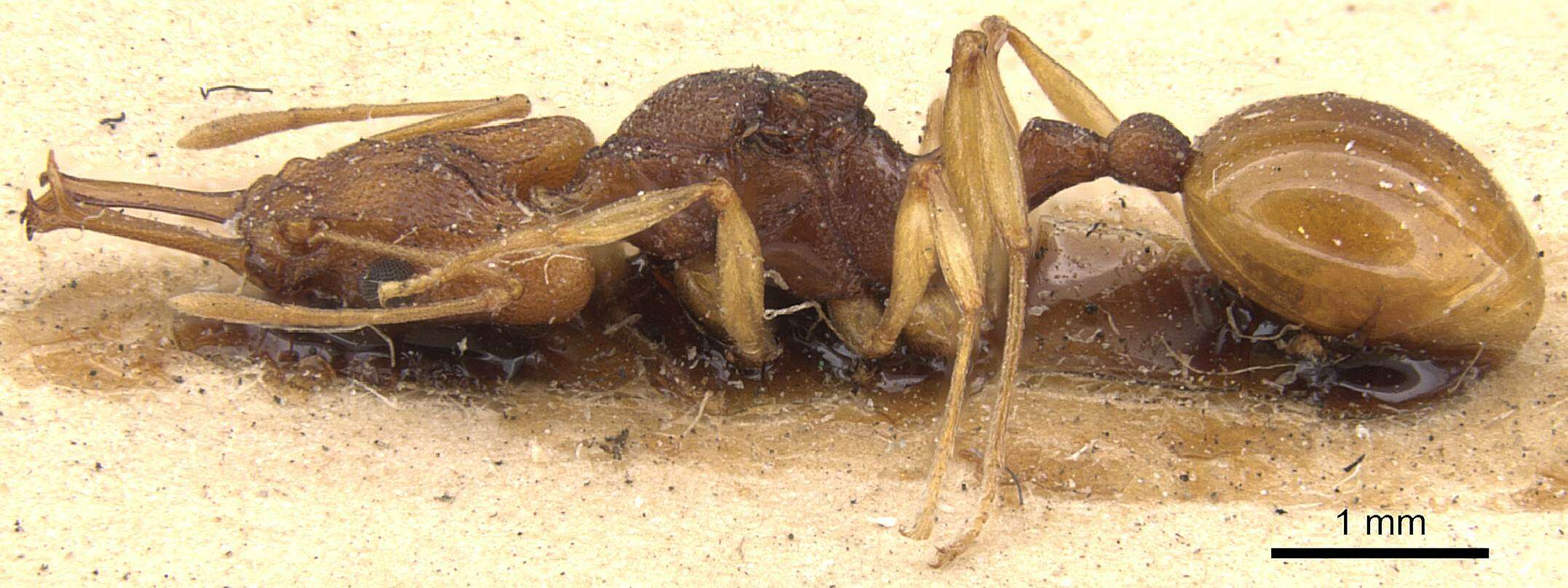 Image of Orectognathus