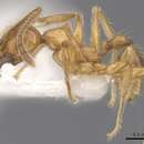 Image of <i>Pheidole fortis</i> Eguchi