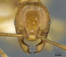 Image of <i>Pheidole vieti</i> Eguchi