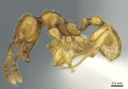 Image of <i>Pheidole vieti</i> Eguchi