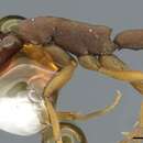 Image of <i>Probolomyrmex itoi</i>