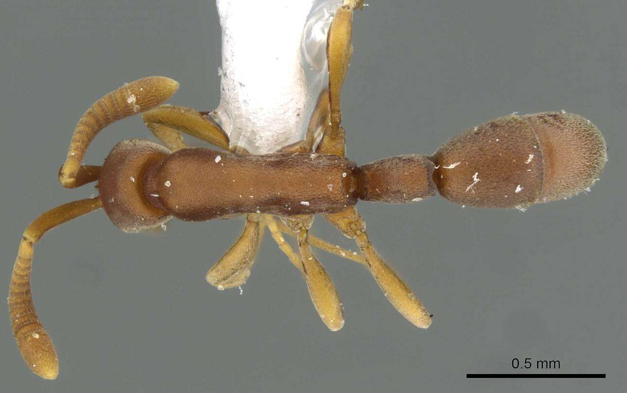 Image of <i>Probolomyrmex maryatiae</i>
