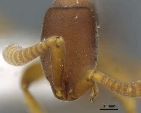 Image of <i>Probolomyrmex maryatiae</i>