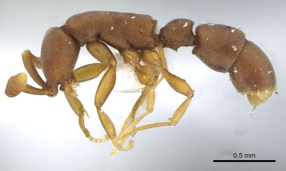 Image of <i>Probolomyrmex maryatiae</i>