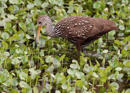 Image of limpkins