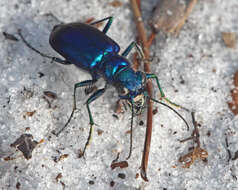 Image of Cicindela (Cicindela) scutellaris unicolor Dejean 1825