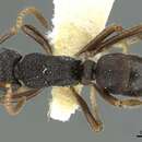 Image of Rhytidoponera wilsoni Brown 1958