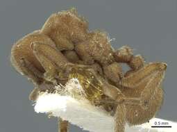 Image of Sericomyrmex mayri Forel 1912