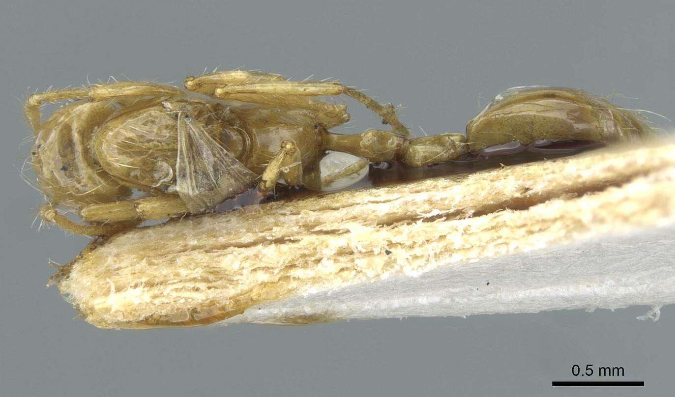 Image of Solenopsis daguerrei (Santschi 1930)