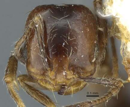 Image of Solenopsis egregia (Kusnezov 1953)