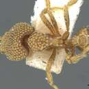 Strumigenys deltisquama Brown 1957 resmi