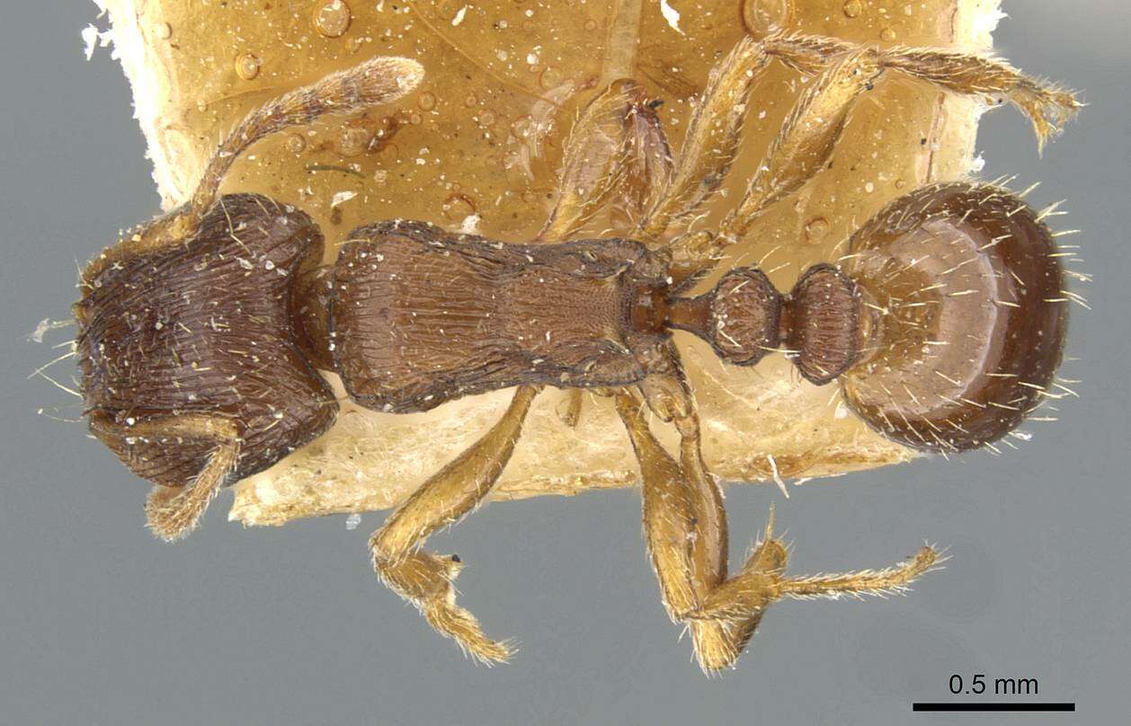 Image of Tetramorium forte Forel 1904