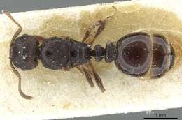 Image of Tetramorium forte Forel 1904