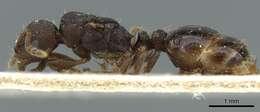 Image of Tetramorium forte Forel 1904