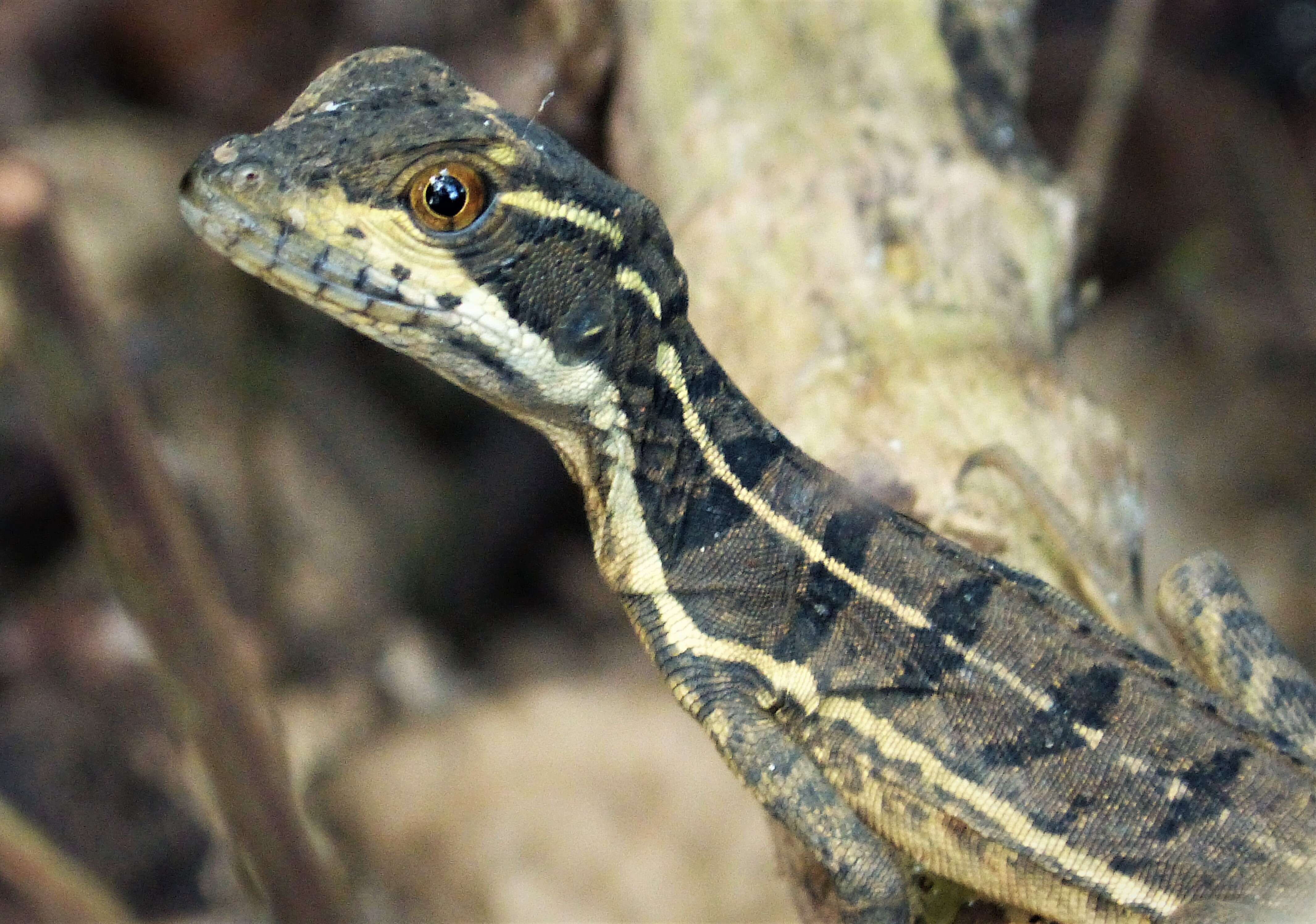 Image of Common Basilisk