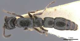 Image of Lioponera nkomoensis