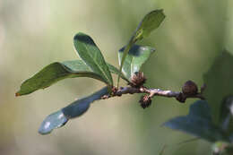 Image of Leafy Oak Gall Wasp