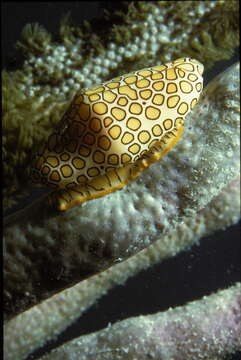 Image of Flamingo tongue snail