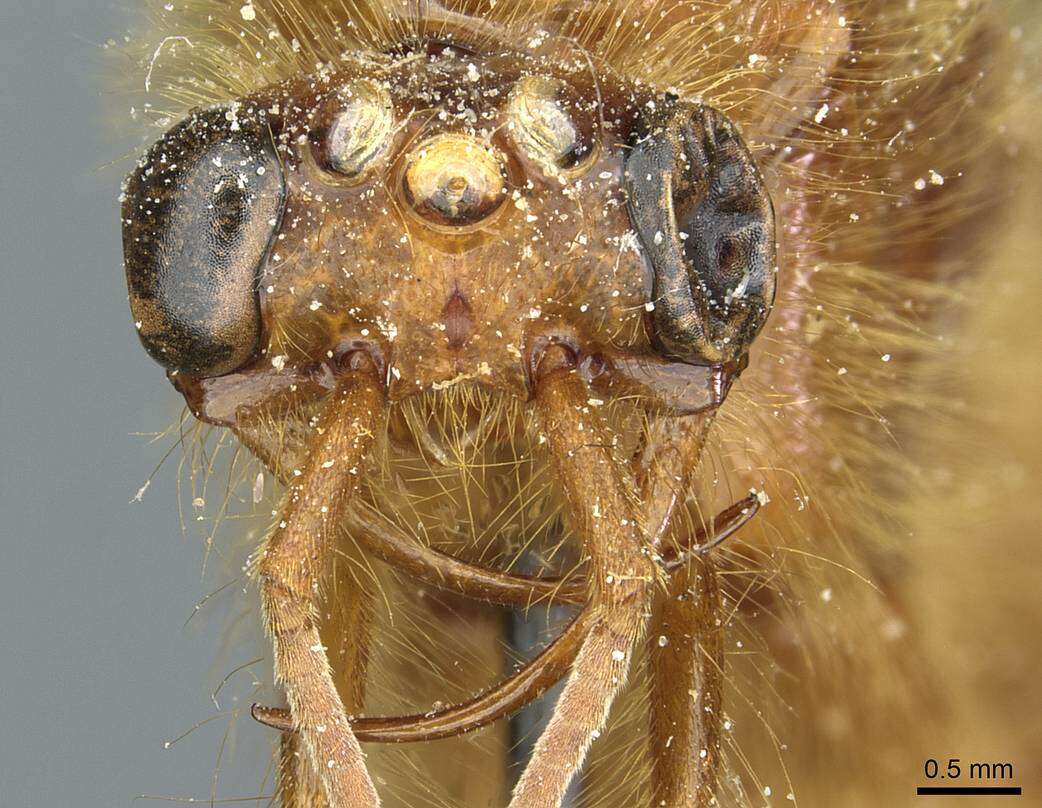 Image of Cheliomyrmex audax Santschi 1921