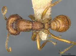 Image of Cheliomyrmex