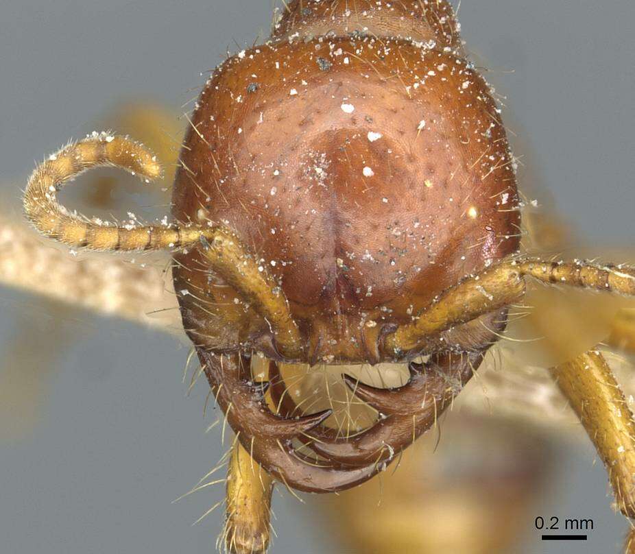 Image of Cheliomyrmex