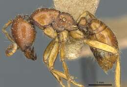 Image of Cheliomyrmex