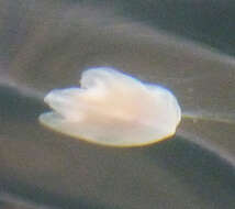 Image of Lion's Mane Jellyfish