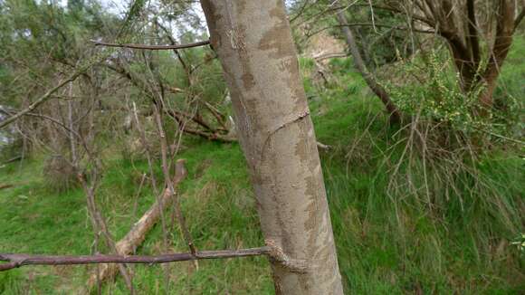 Image of black wattle