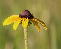 Image of blackeyed Susan