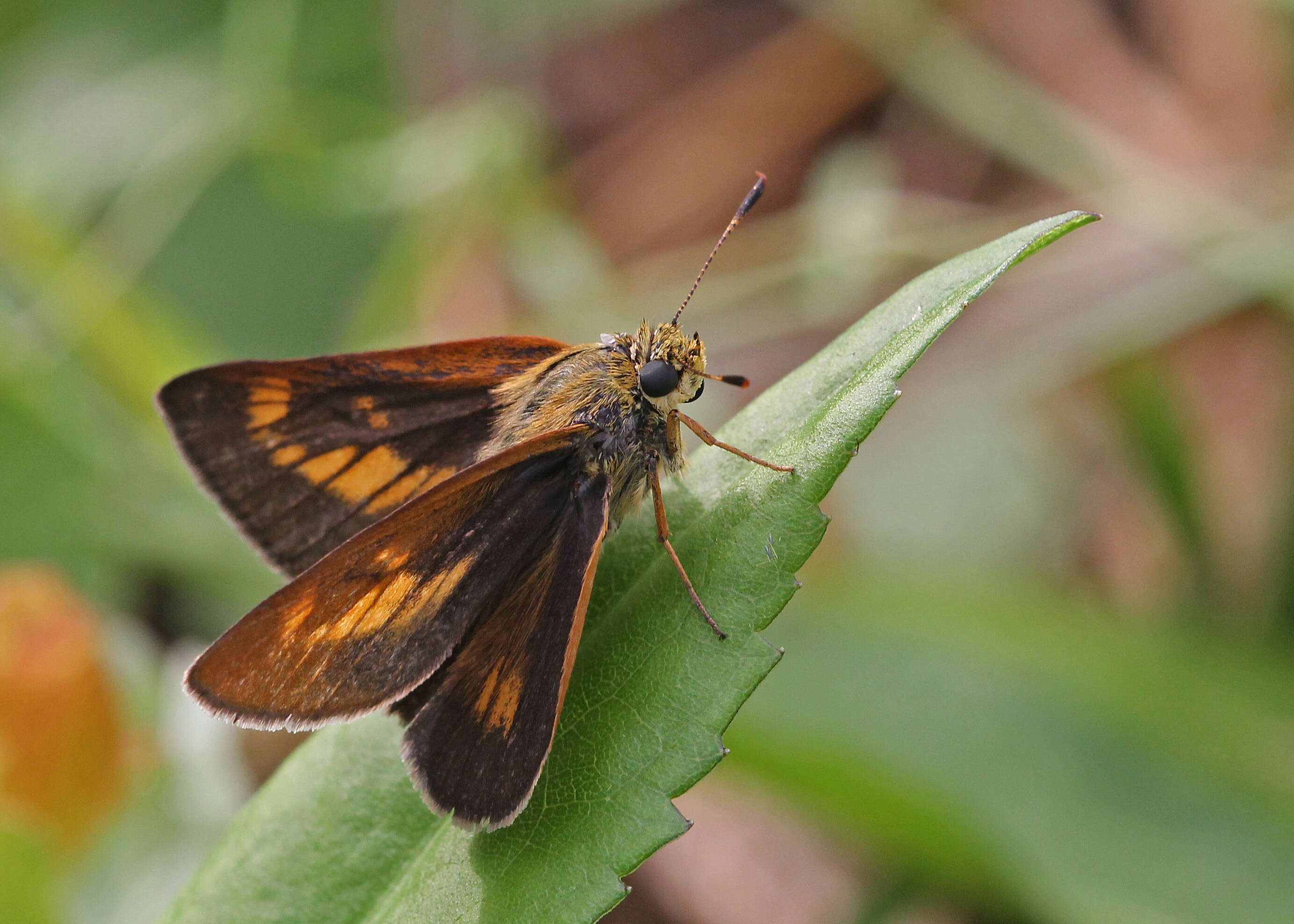 Image of Byssus Skipper