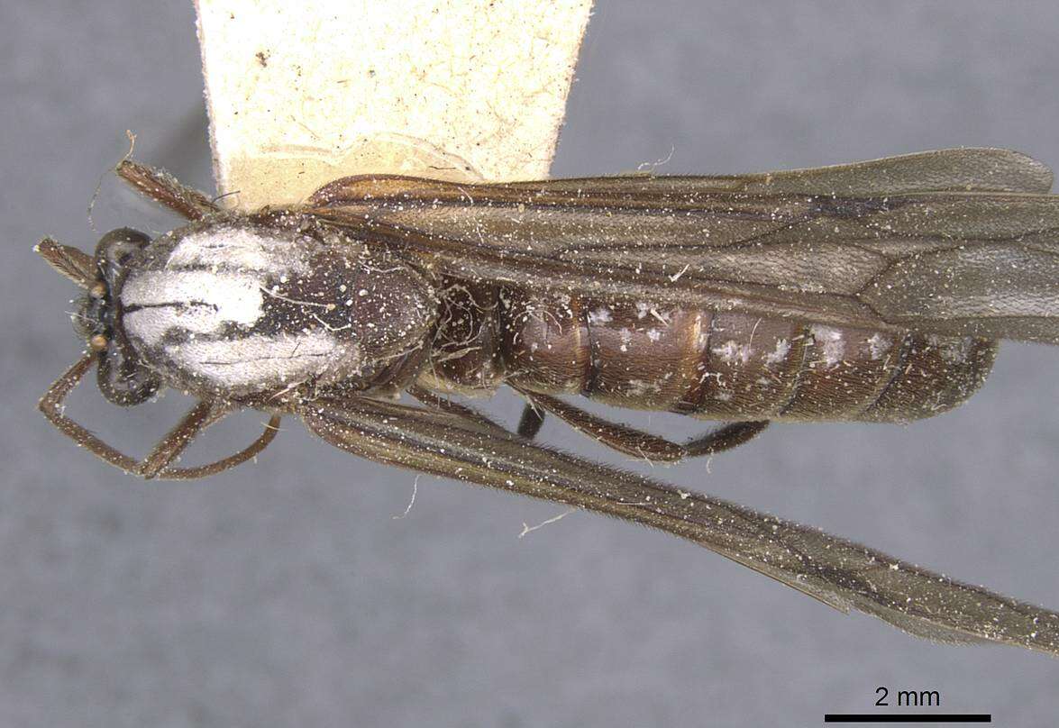 Image of Neivamyrmex leptognathus (Emery 1900)