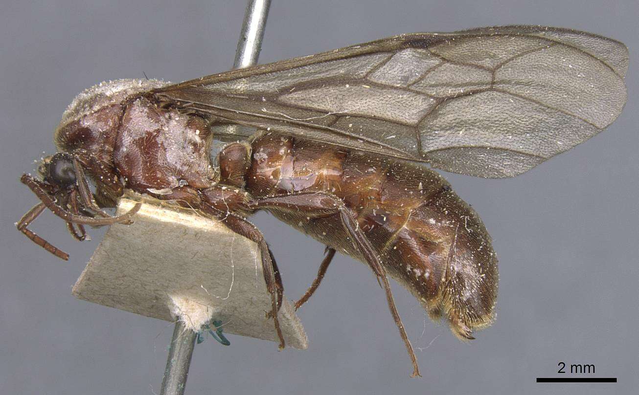 Image of Neivamyrmex leptognathus (Emery 1900)