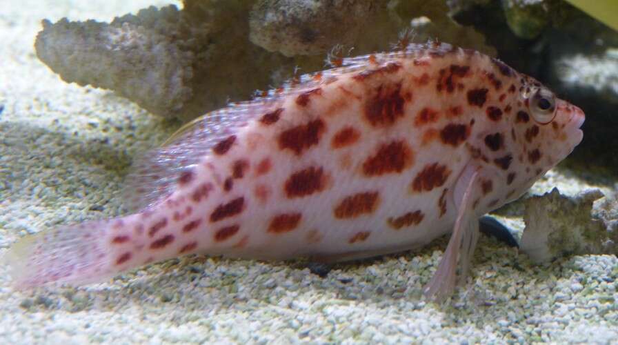 Image of Coral Hawkfish