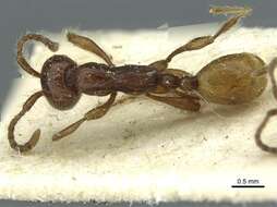 Image of Aenictus eugenii Emery 1895