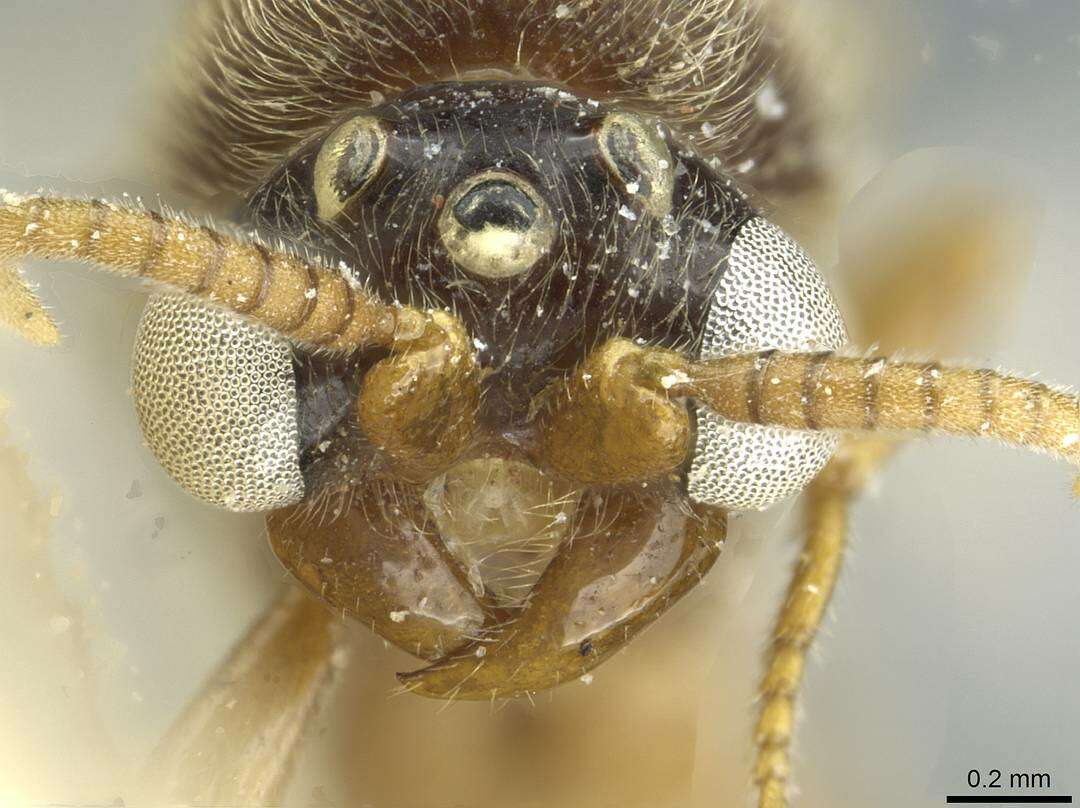 Image of Aenictus soudanicus Santschi 1910