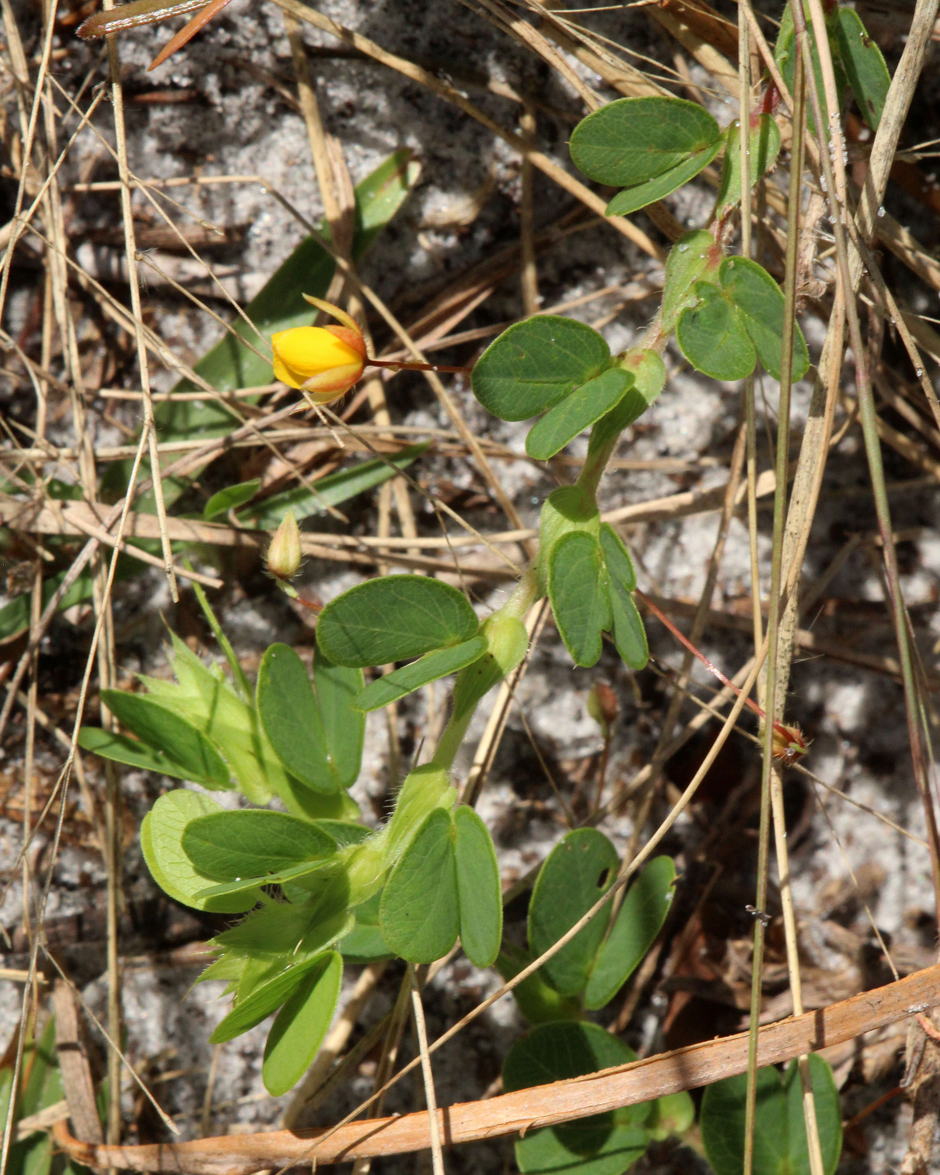 Image of roundleaf sensitive pea