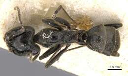 Image of Anonychomyrma biconvexa (Santschi 1928)