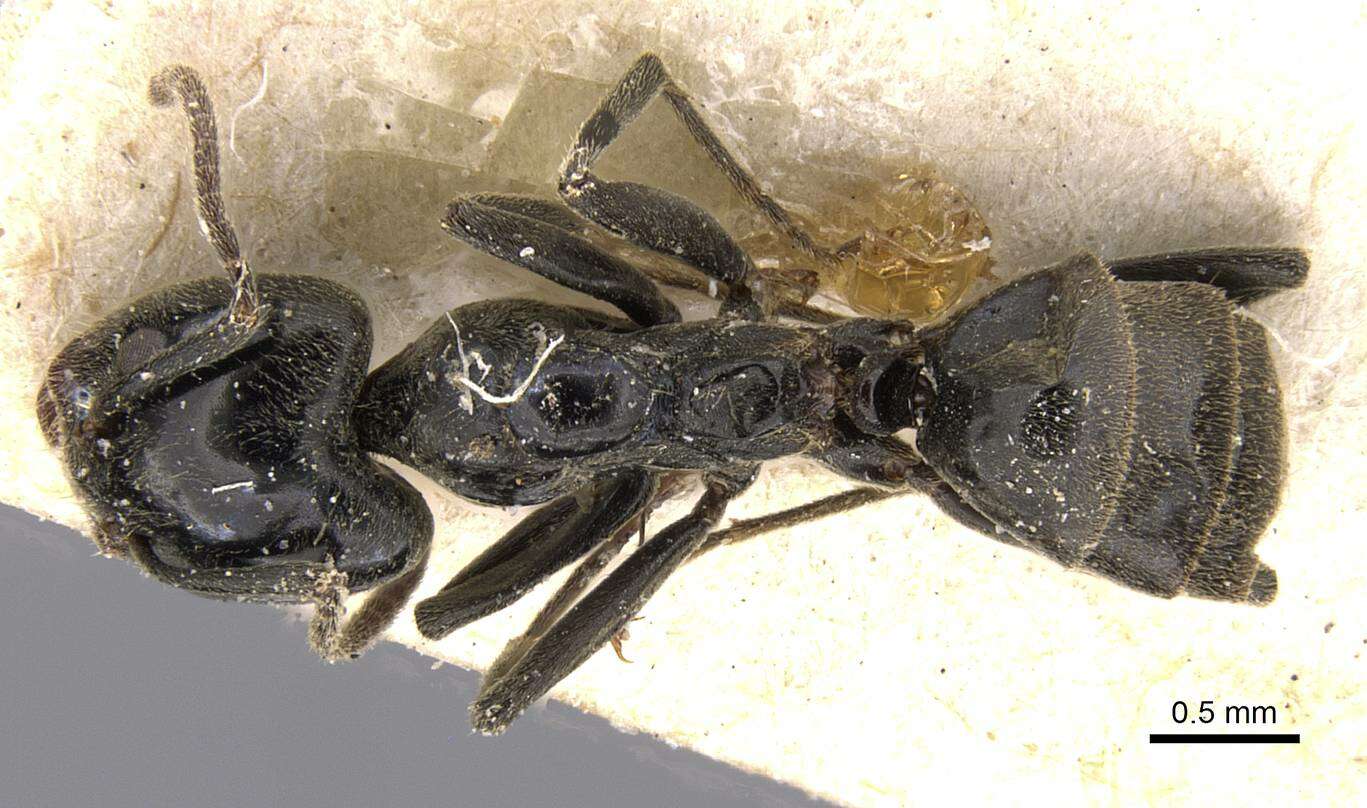 Image of Anonychomyrma biconvexa (Santschi 1928)